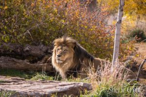 Male lion in golden sunlight with bushes behind him and a large flat rock in front of him.