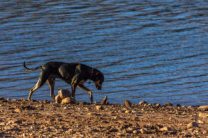 Black and tan hound dog exploring the shore by a lake. What's the story?