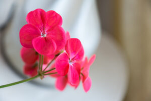 Pink flowers against white hat, a graphic for Women Speak Hope project.