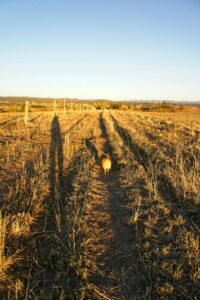 Walking in pasture with Corgi in golden sunlight.